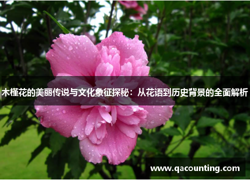 木槿花的美丽传说与文化象征探秘:从花语到历史背景的全面解析 木槿花的美丽传说与文化象征探秘:从花语到历史背景的全面解析