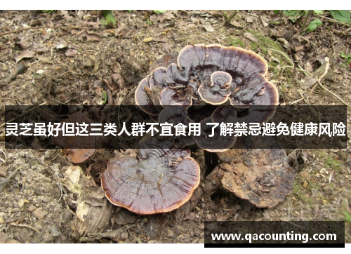 灵芝虽好但这三类人群不宜食用 了解禁忌避免健康风险