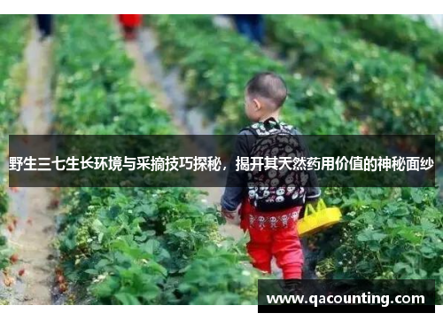 野生三七生长环境与采摘技巧探秘，揭开其天然药用价值的神秘面纱